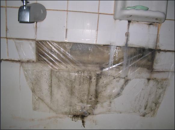Mold Spore